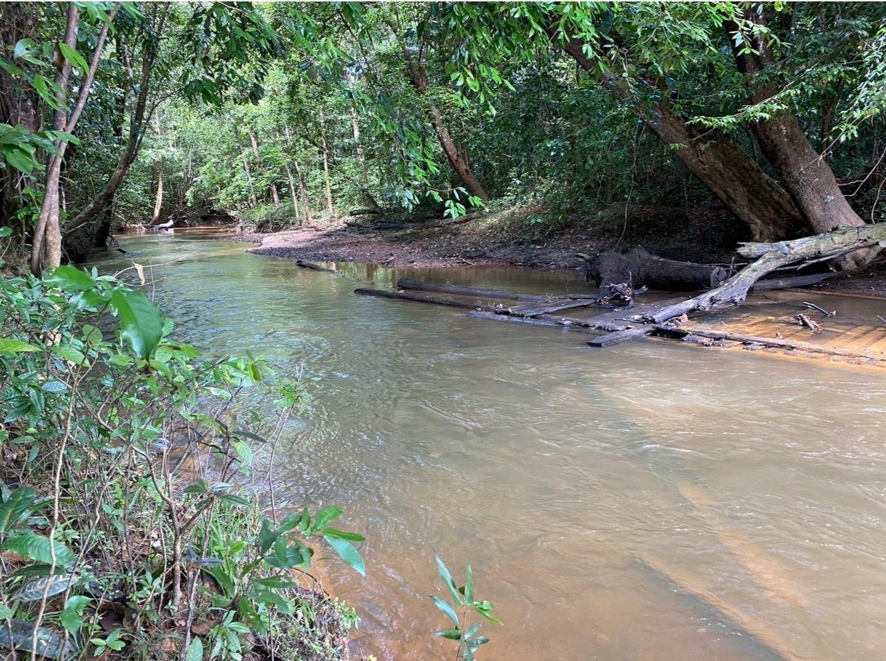 Crique aux eaux claires serpentant sous une voûte de forêt