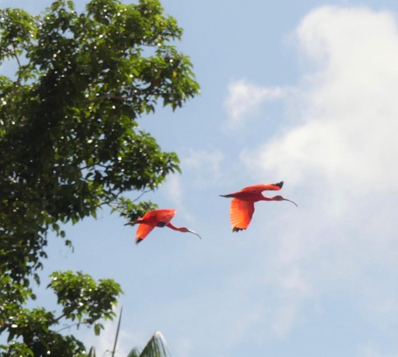 Deux ibis rouges en vol au-dessus de la canopée