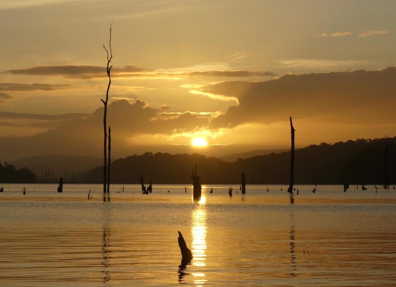 Coucher de soleil doré sur les eaux du lac de Petit-Saut, troncs morts en silhouette